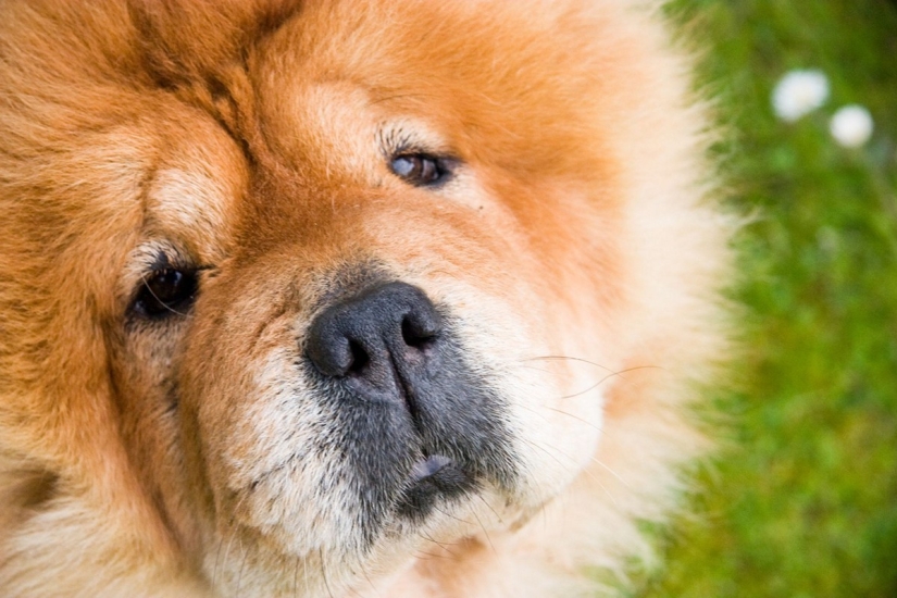 Valoración de las razas de perros más caras.