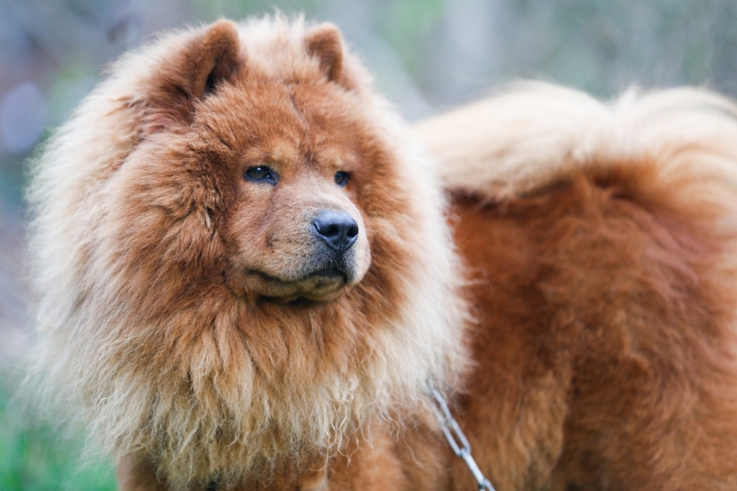Valoración de las razas de perros más caras.