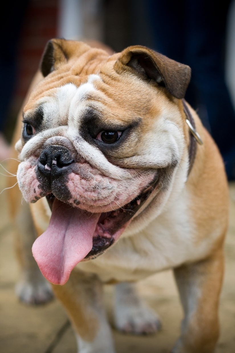 Valoración de las razas de perros más caras.