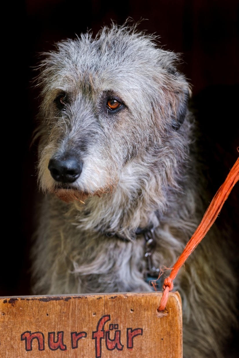 Valoración de las razas de perros más caras.