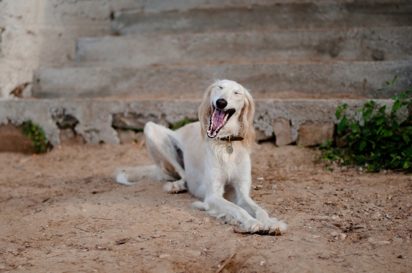 Valoración de las razas de perros más caras.