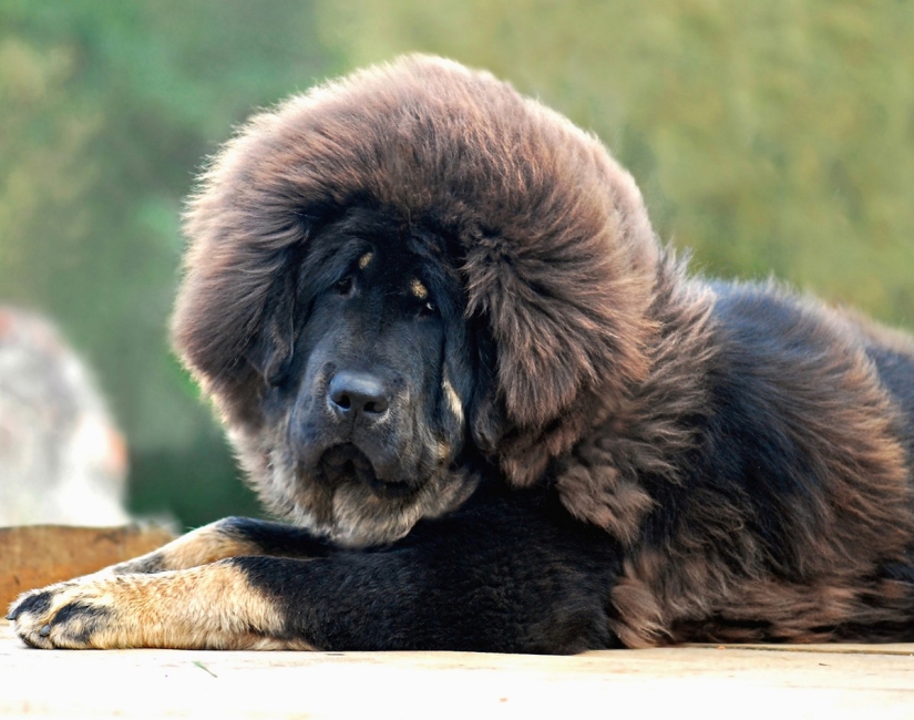 Valoración de las razas de perros más caras.