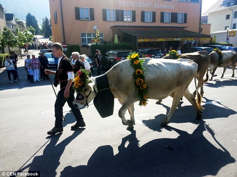 Vegan activist Denied Swiss citizenship Due to Cow Bell Fight