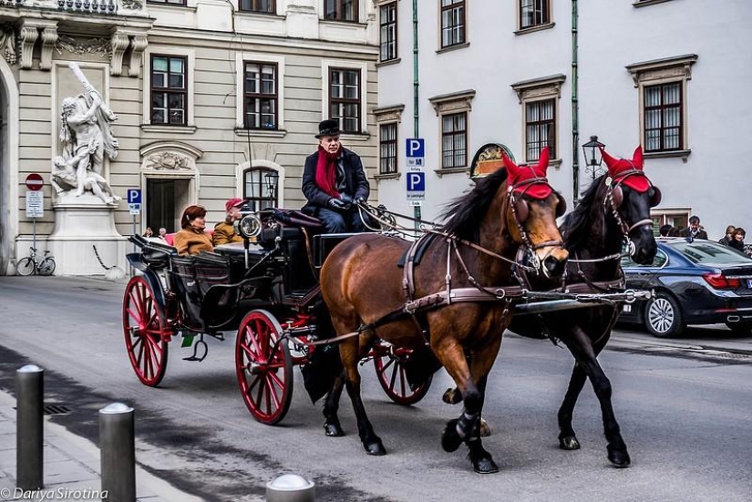 Viena: programa obligatorio