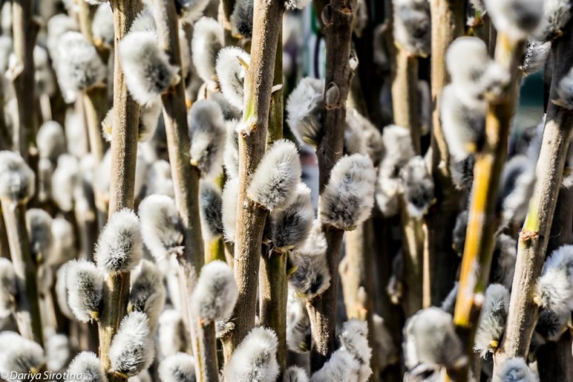 Viena: programa obligatorio