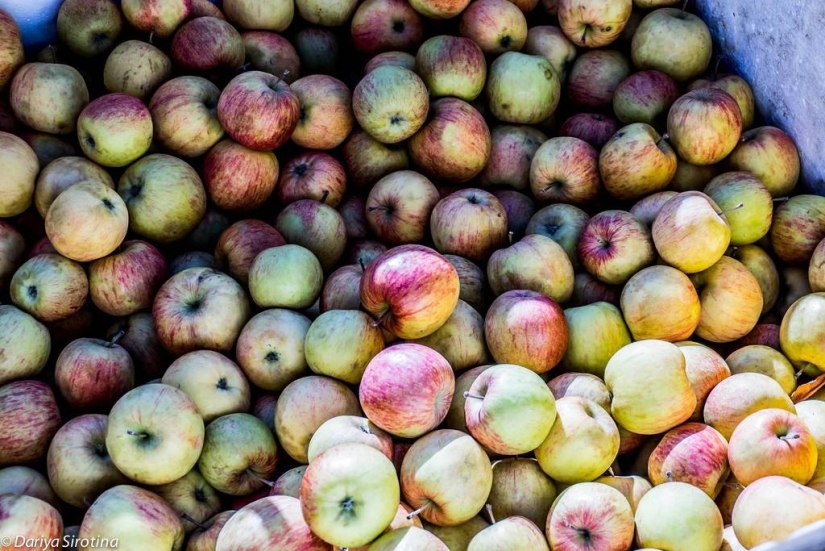 Viena: programa obligatorio