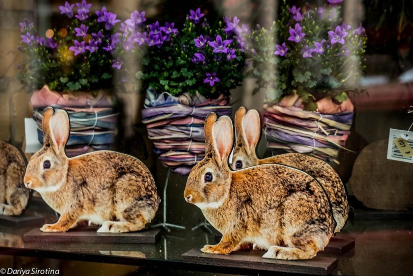 Viena: programa obligatorio