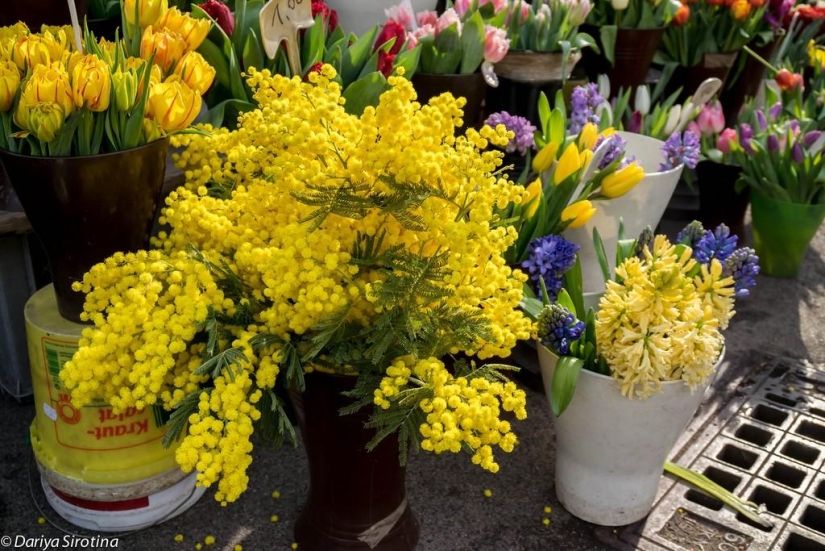 Viena: programa obligatorio