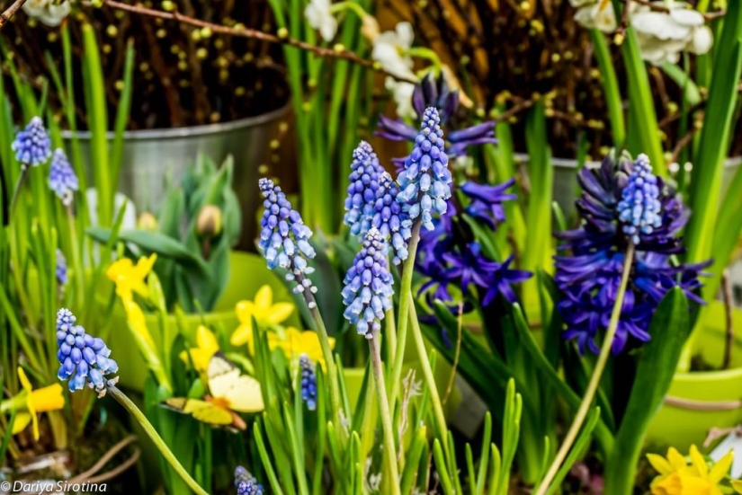 Vienna: Mandatory Program