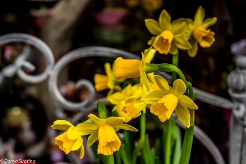 Vienna: Mandatory Program