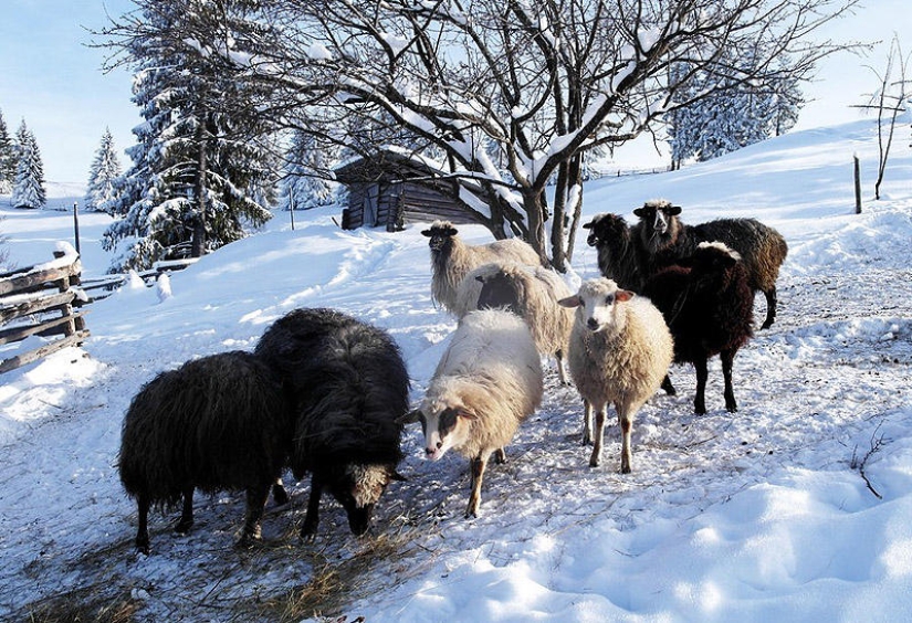 Visiting the Hutsuls: the estate of Ukrainian mountaineers