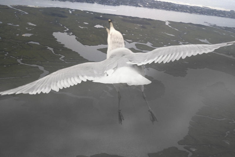 Volando sobre el suelo como un pájaro