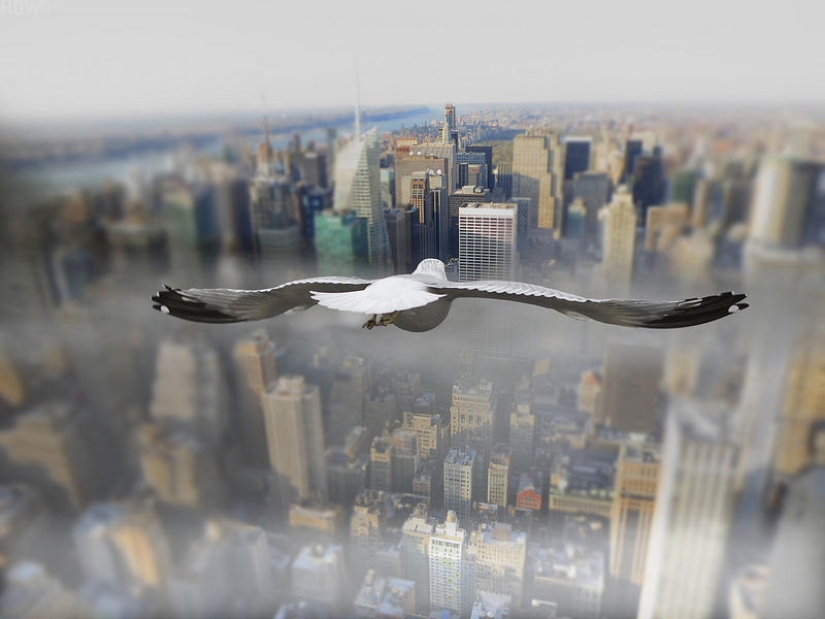 Volando sobre el suelo como un pájaro