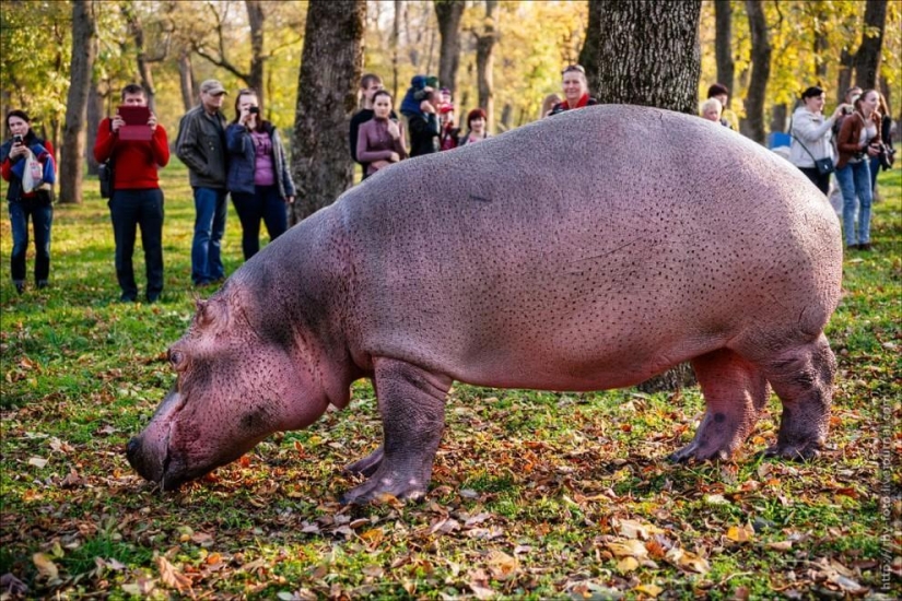 Walking with hippos