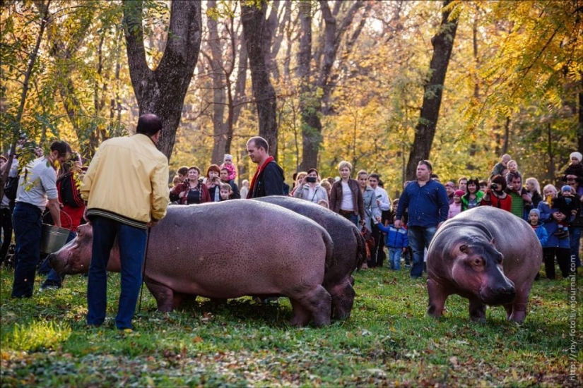 Walking with hippos
