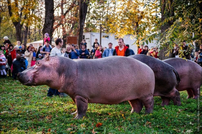 Walking with hippos