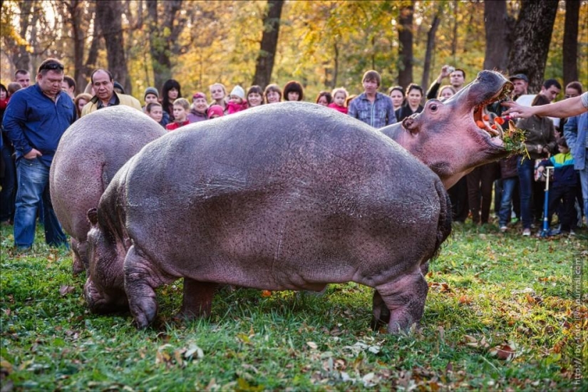 Walking with hippos