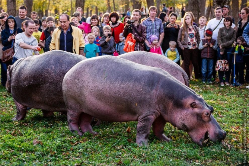 Walking with hippos