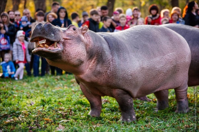 Walking with hippos