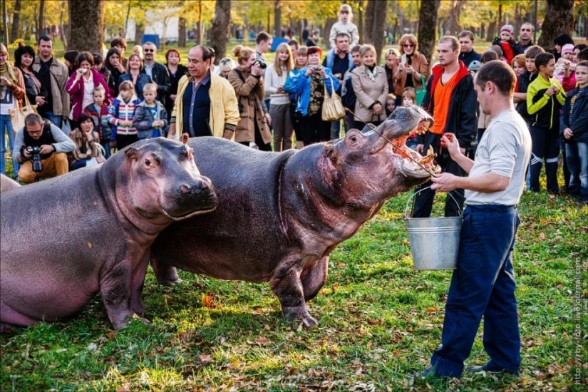 Walking with hippos
