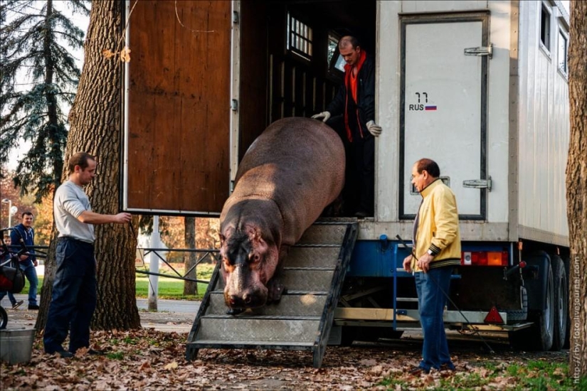 Walking with hippos