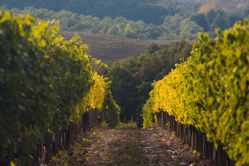 Warm autumn in Tuscany Warm autumn in Tuscany