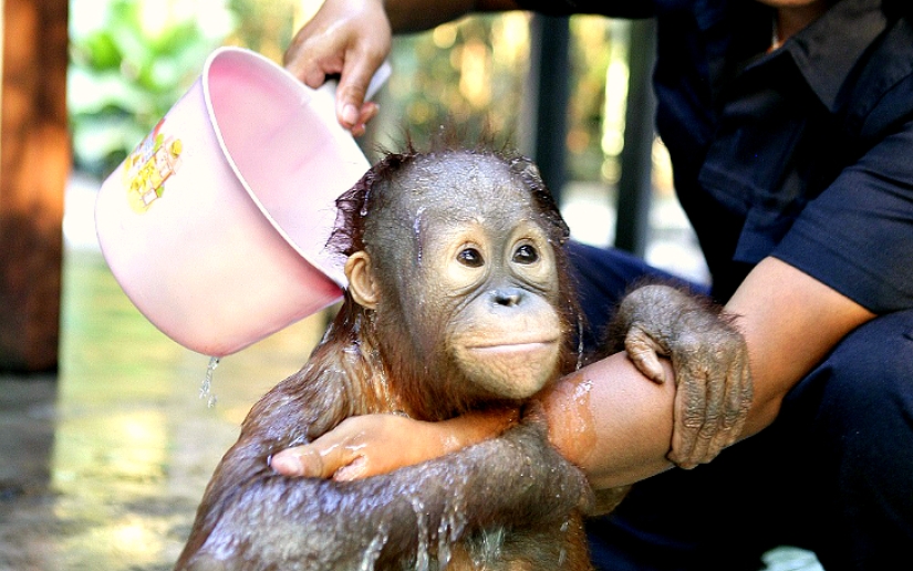 Water-water, wash my face: bathing a baby orangutan Water-water, wash my face: bathing a baby orangutan