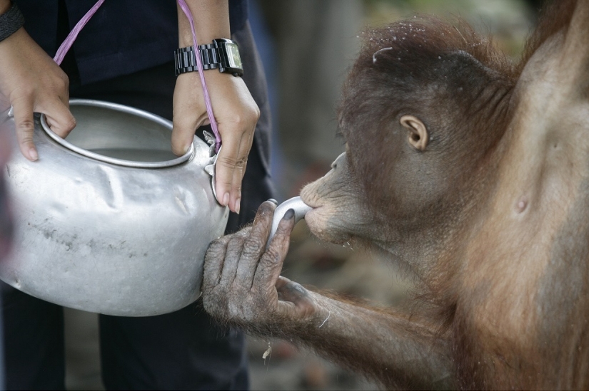 Water-water, wash my face: bathing a baby orangutan Water-water, wash my face: bathing a baby orangutan