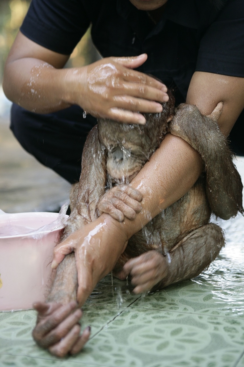 Water-water, wash my face: bathing a baby orangutan Water-water, wash my face: bathing a baby orangutan