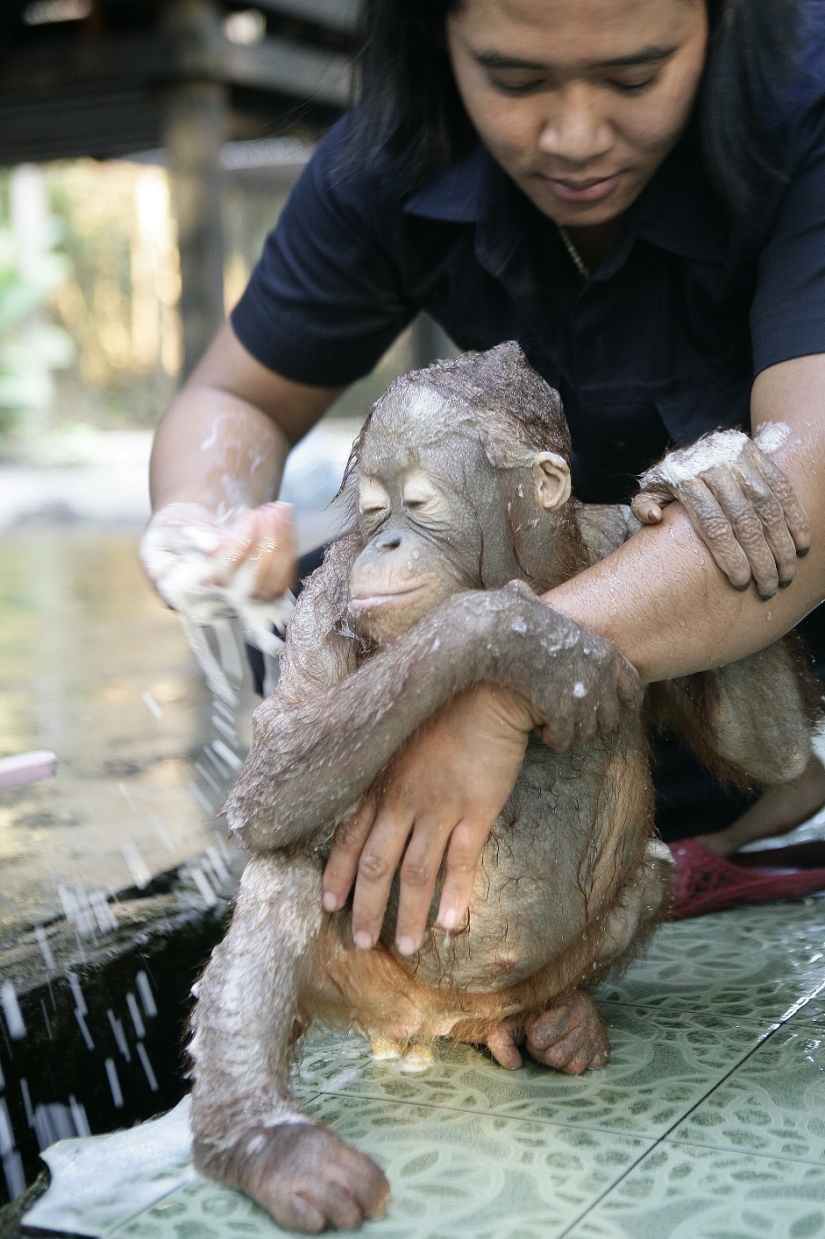 Water-water, wash my face: bathing a baby orangutan Water-water, wash my face: bathing a baby orangutan