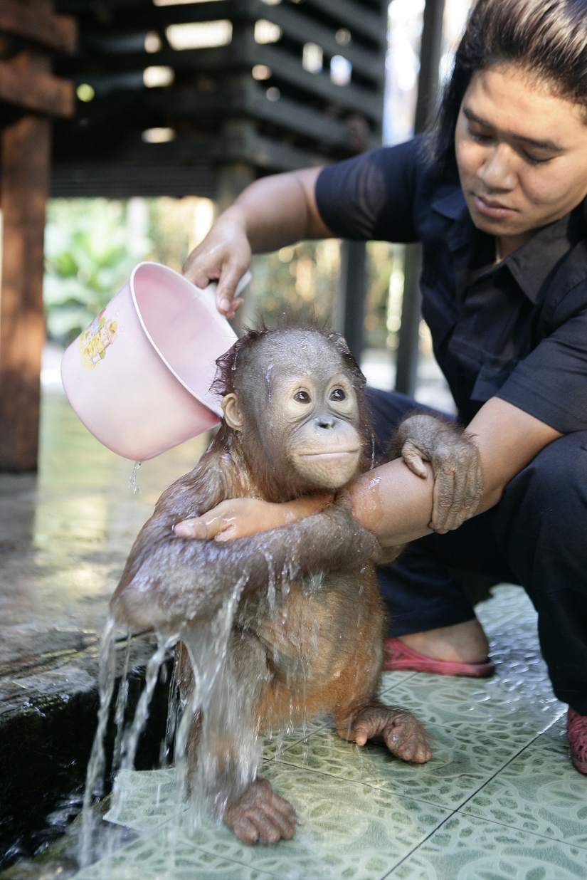 Water-water, wash my face: bathing a baby orangutan Water-water, wash my face: bathing a baby orangutan