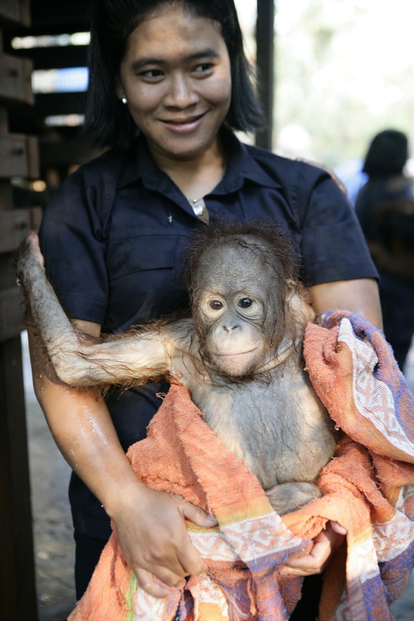 Water-water, wash my face: bathing a baby orangutan Water-water, wash my face: bathing a baby orangutan