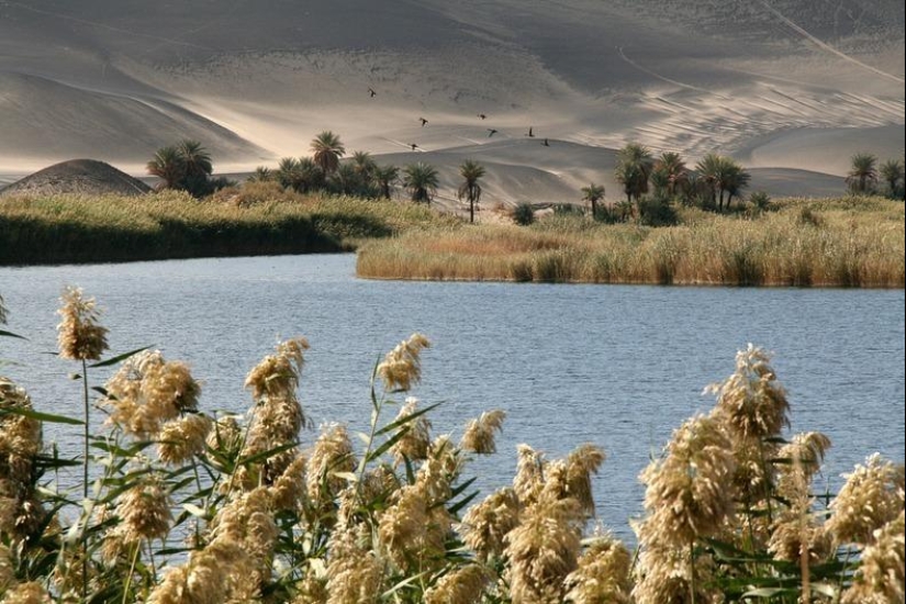 Wau an Namus - un oasis en un cráter volcánico Wau an Namus - un oasis en un cráter volcánico