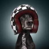 We Portrayed Our Four-Legged Companions As The Fastest Dogs In The World We Portrayed Our Four-Legged Companions As The Fastest Dogs In The World