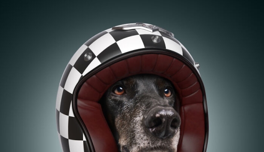 We Portrayed Our Four-Legged Companions As The Fastest Dogs In The World