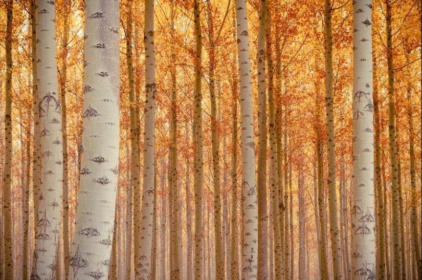 What a picturesque forest farm in Oregon looks like