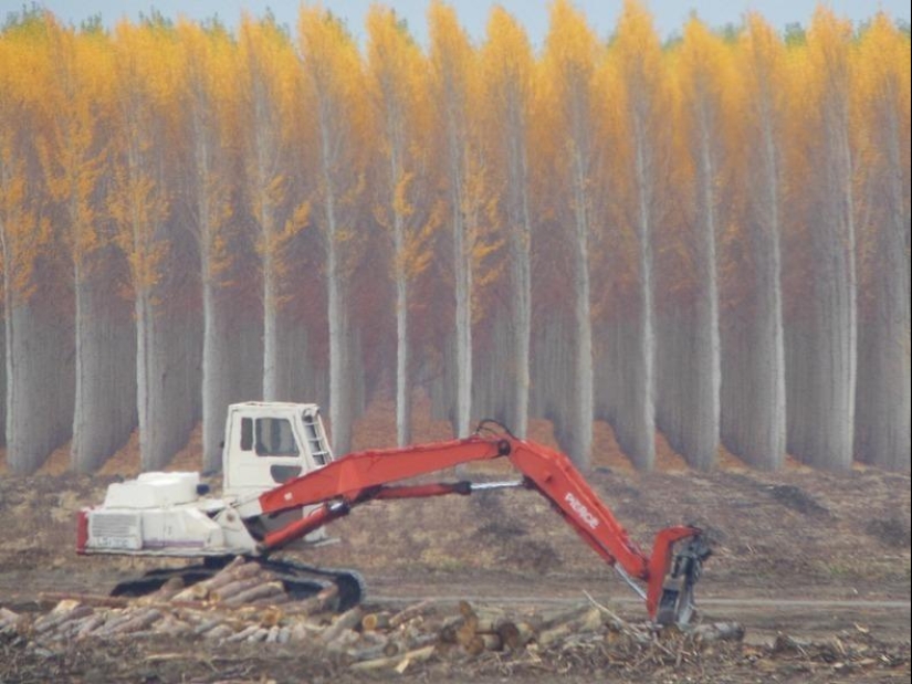What a picturesque forest farm in Oregon looks like