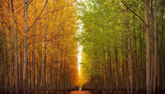What a picturesque forest farm in Oregon looks like