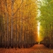 What a picturesque forest farm in Oregon looks like What a picturesque forest farm in Oregon looks like