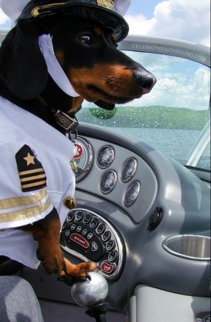 What can a dachshund do for you?