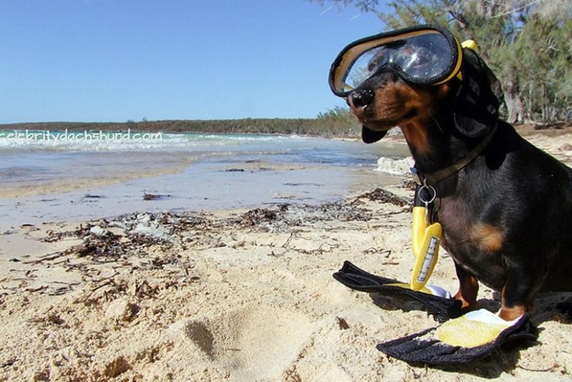 What can a dachshund do for you?