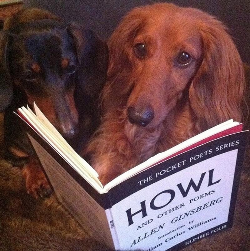 What can a dachshund do for you?