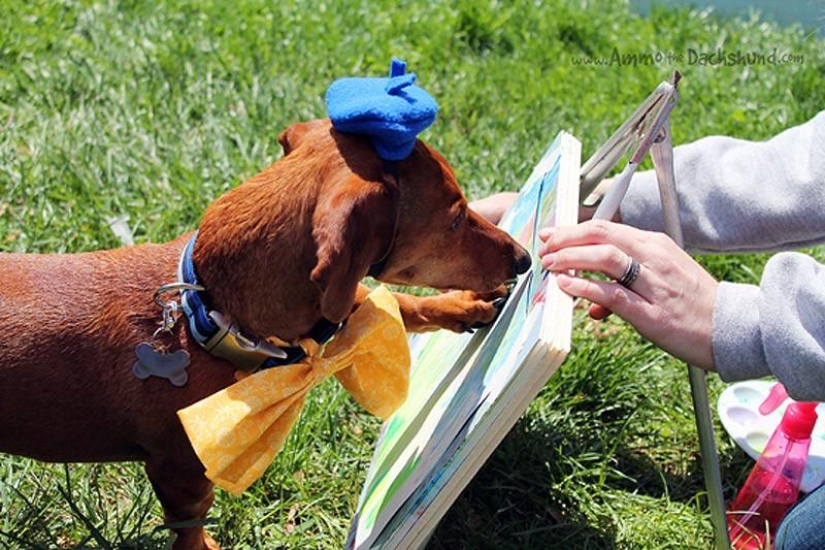 What can a dachshund do for you?