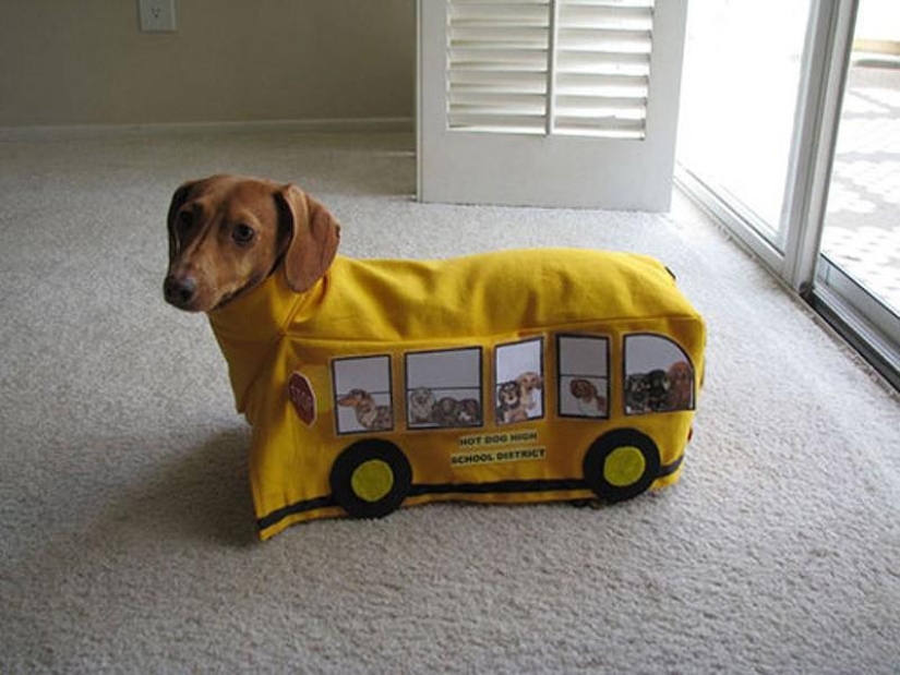 What can a dachshund do for you?