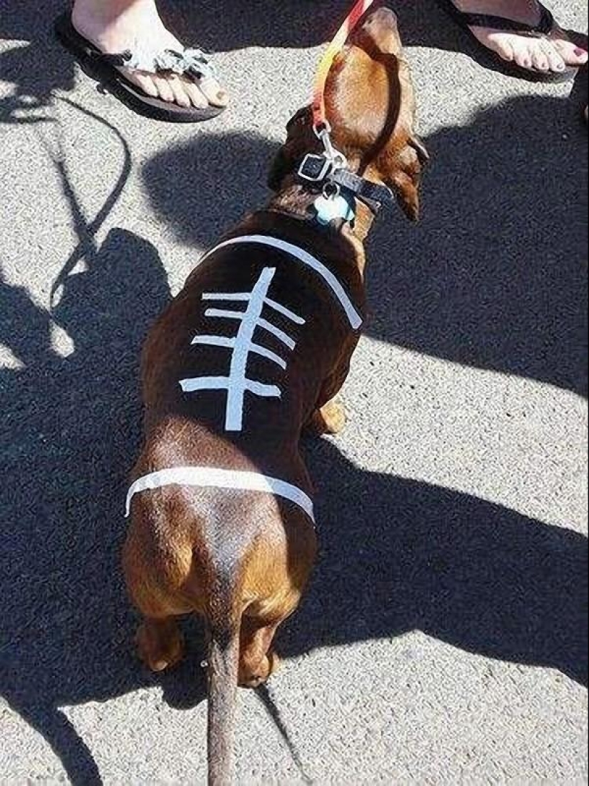 What can a dachshund do for you?