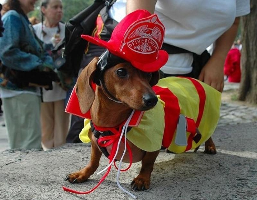 What can a dachshund do for you?