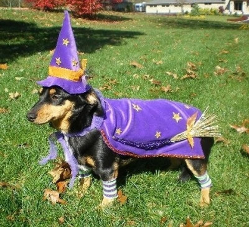 What can a dachshund do for you?