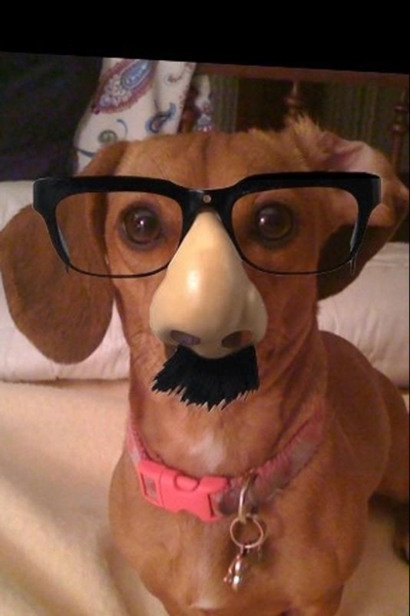 What can a dachshund do for you?