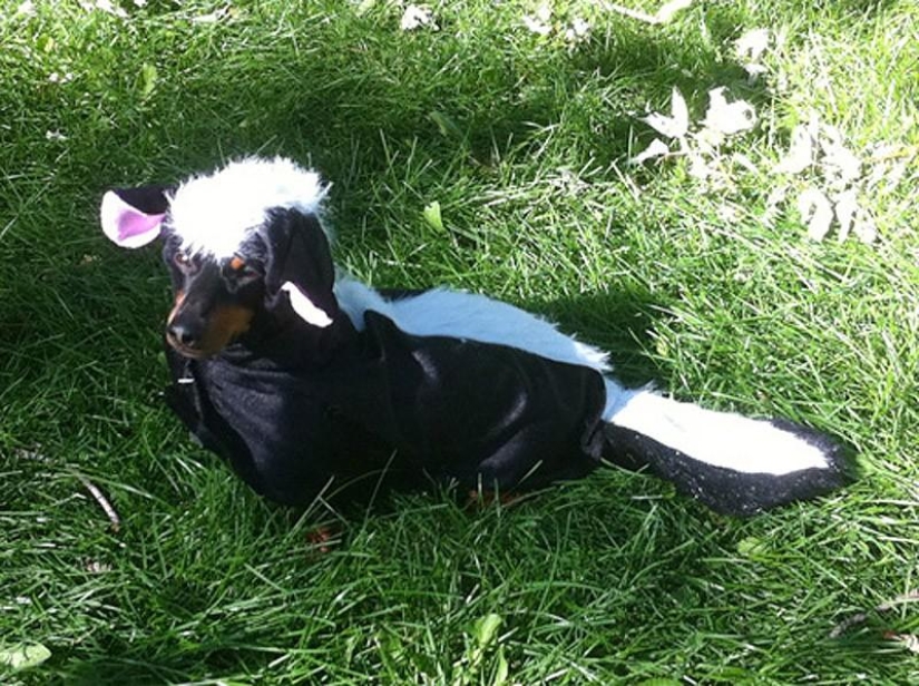 What can a dachshund do for you?