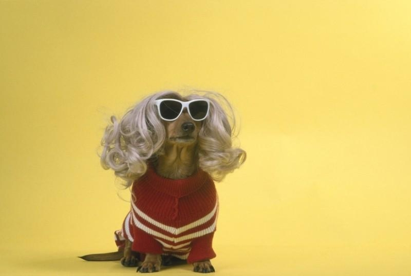 What can a dachshund do for you?